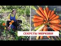 ВСЕ секреты выращивания моркови / Как вырастить морковь?