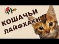 #лайфхаки для кошек, котят, котов и котиков