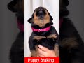 Puppy Braking 🐕🐕#rottweiler #puppy #barking #sounds