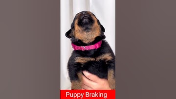 Thumbnail of Puppy Braking 🐕🐕#rottweiler #puppy #barking #sounds