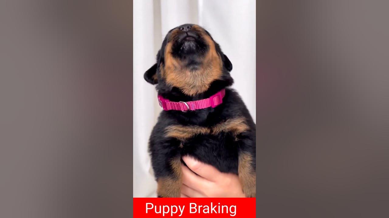 Puppy Braking ๐๐#rottweiler #puppy #barking #sounds Puppy Braking ๐๐#rottweiler #puppy #barking #sounds