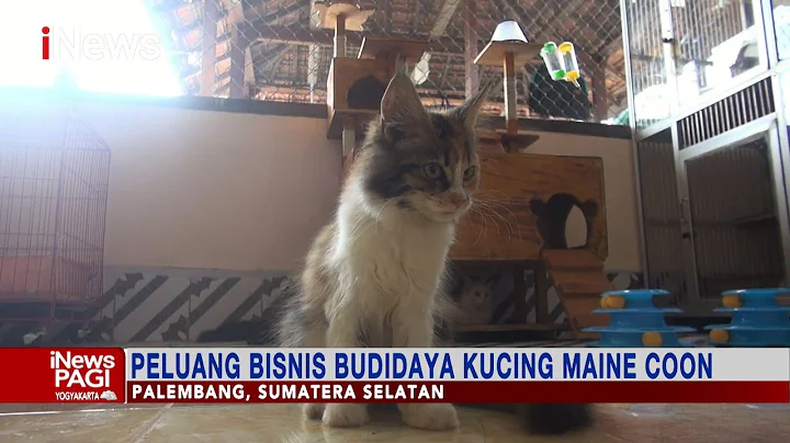 Video 9884731: kucing maine coon
