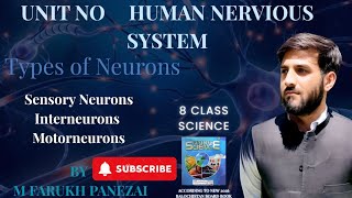 Types of Neurons | Sensory, Interneurons & Motor Neurons | Class 8 Science Unit 2 BL Board