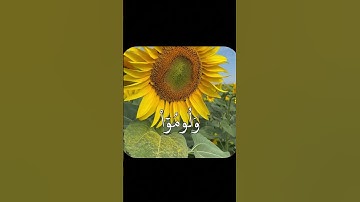 سورة ابراهيم بصوت الشيخ المنشاوي                  #قران #سورة #quran #المنشاوي #قران