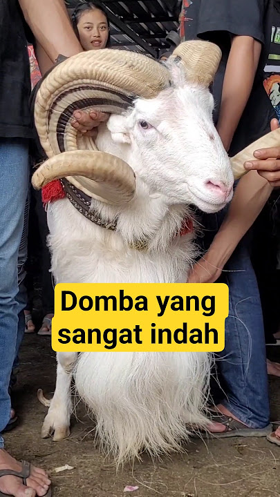 Domba Garut yang sangat indah Kontes SKDG Piala Presiden