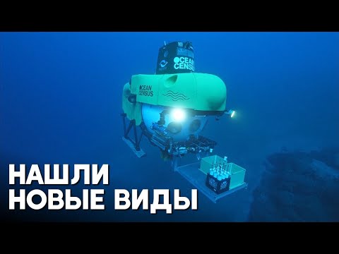 Новые виды морских обитателей нашли учёные в районе Канарских островов