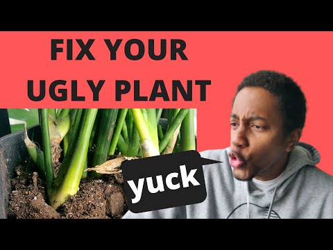 3 simple steps to fix a plant you hate | I hate this plant - Sansevieria Cylindrica