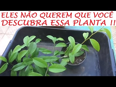 Vídeo: Astilba Chinesa: Como Escolher Uma Erva Para Terreno Aberto? Resenha Da Variedade 