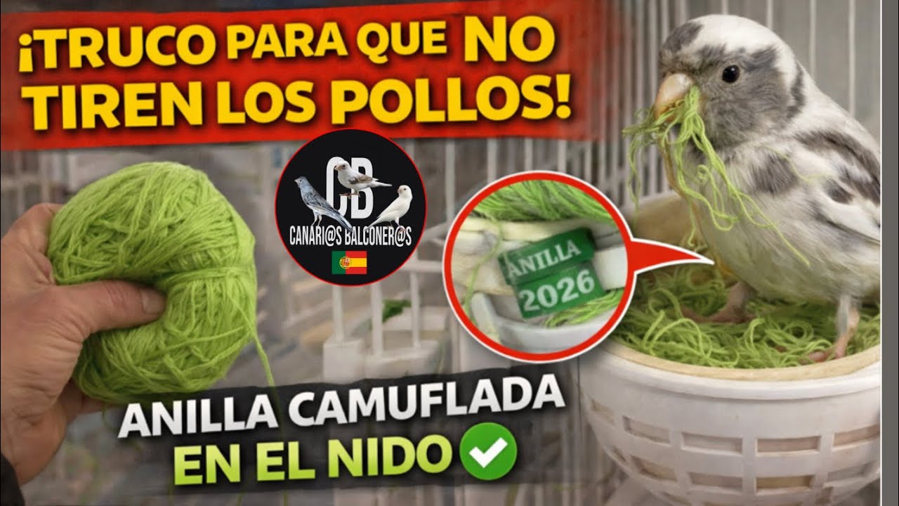 Truco anillas  verdes - Canarios - TIMBRADOS - Balconeros - aviario cria 2026 - hembras y sus nidos