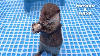 Otter Hilariously Struggles to Eat Frozen Fish!