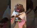 An American Bully Has a Little Princess Inside #animalfacts #animals #wildlife #dog #americanbully