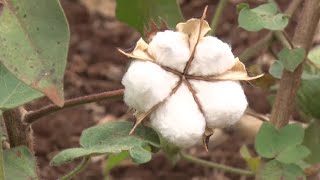 Bt Cotton Planting Best Practices by AfriCenter 49 views 1 year ago 4 minutes, 18 seconds