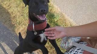 Met Schatje Lekker Genieten Van Een Prachtig Veld Bsl Estacado Patterdale Terrier Fell Free Run Cast
