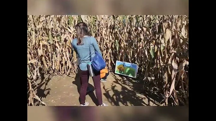 pumpkin farm and corn maze fun