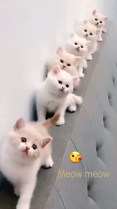 Meow meow song 🥰 #meow #cat