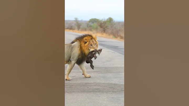 #shorts Brutal Huge Male Lion killing Baby Hyena - DayDayNews