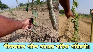 শীতকালে পটল গাছের সঠিক পরিচর্যা। পটল গাছের পরিচর্যা। বাংলার কৃষি পদ্ধতি। bkp