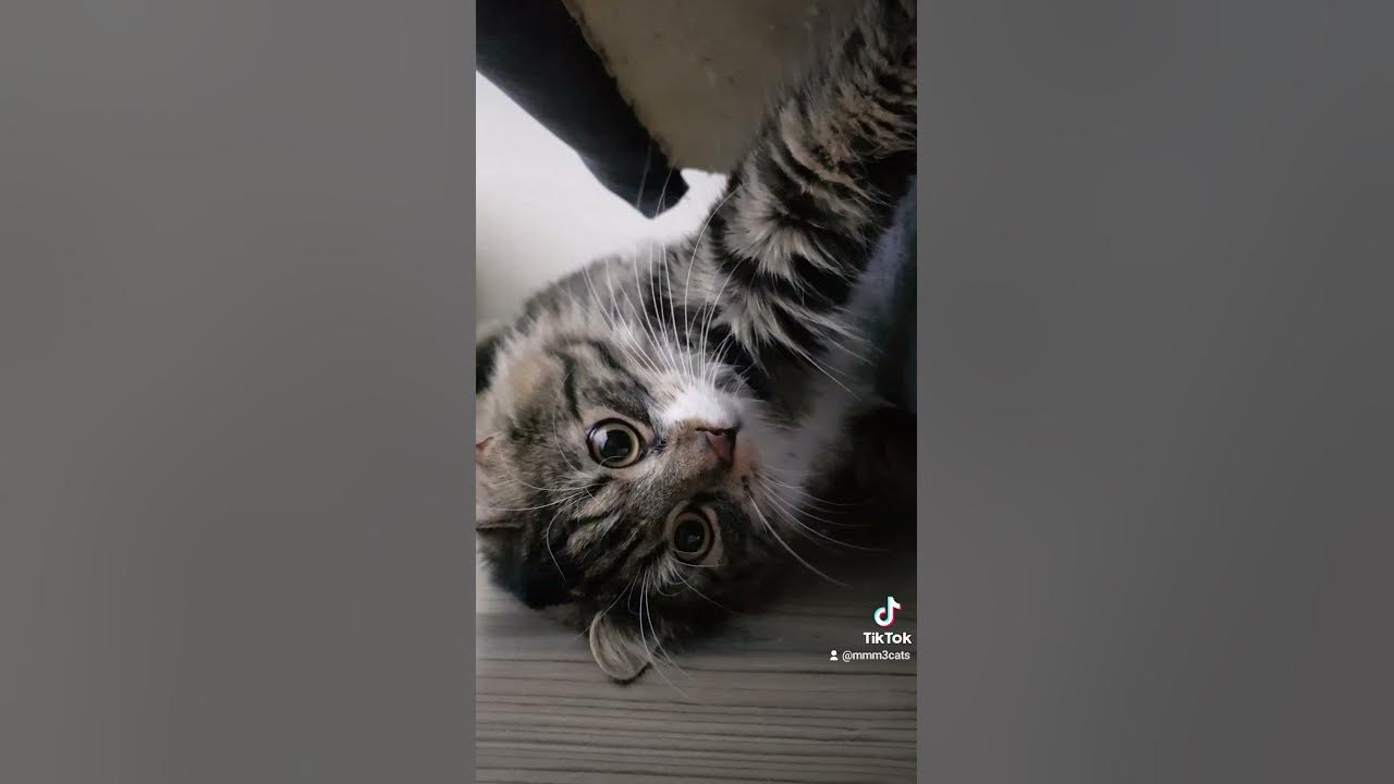 Коты плохо видят. Коты плохо видят