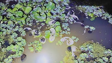 CÁCH TÍNH LỢI NHUẬN KHỦNG TỪ VIỆC NUÔI ỐC BƯƠU ĐEN #0919748192