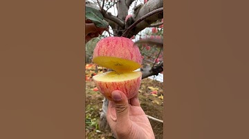 🍎 Cutting Apple In My Farm 🍎 | Fresh Fruit Cutting In My Farm