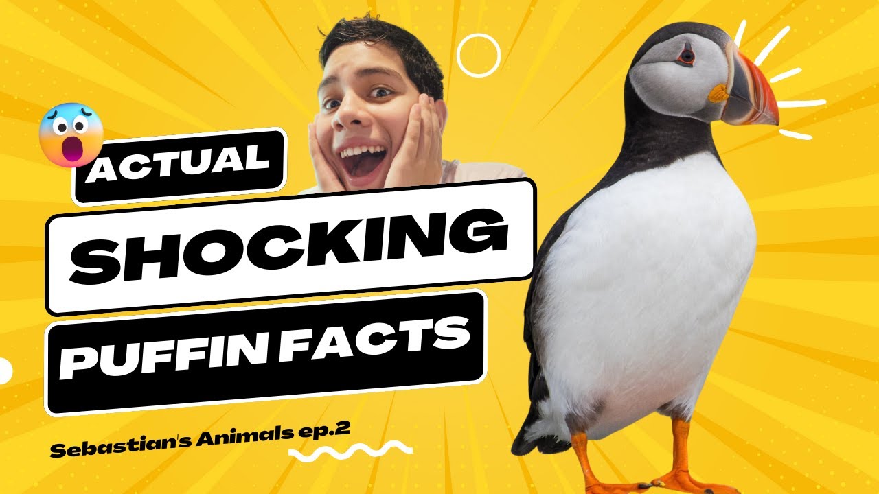 The Secret Life of Puffins What They Do When No One Is Watching YouTube The Secret Life of Puffins What They Do When No One Is Watching YouTube