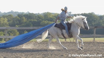 Spartacus***For info, price, etc., go to our website***ValleyViewRanch.net