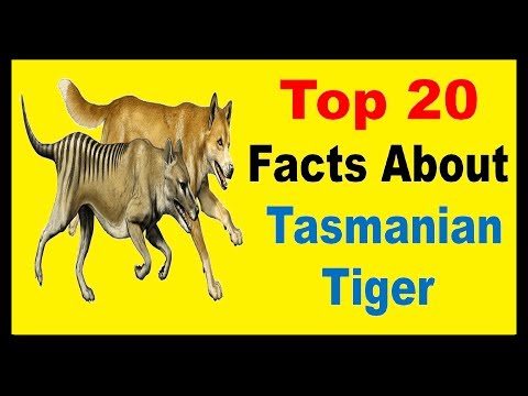 तस्मानियाई बाघ - तथ्य