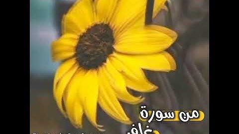 سورة غافر بصوت عذب اجمل 💯 حالات واتس اب اسلاميه