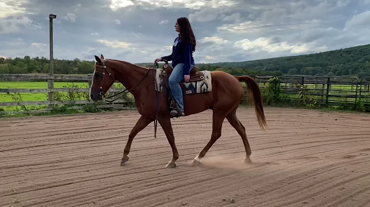 Dallas- chestnut gelding