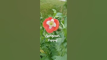 Gorgeous #Poppy #Gardening