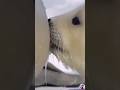 Breastfeeding Baby Animal Fyp Shorts Trending Viral 