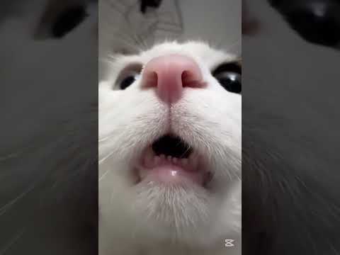 The Cutest Cat Conversation Ever! #funnycats #cat