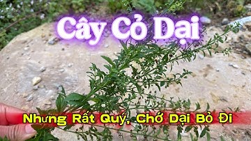 Cây Cỏ Dại Nhưng Ai Ngờ Rất Quý, Đừng Phí Mà Bỏ Đi | CTVC