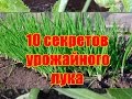 10 секретов урожайного лука / Как вырастить здоровый крупный лук