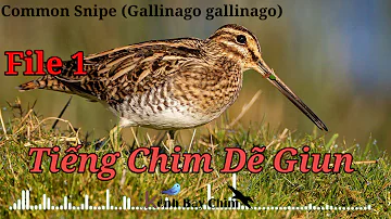 Tiếng Chim Dẽ Giun Gọi Bầy Chuẩn  File 1 | Kênh Bẫy Chim