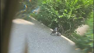 Mockingbird Twins Are Out Of The Nest