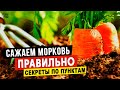 Научилась сажать морковь правильно, и теперь всегда с большим урожаем. Раскрываю секреты по пунктам