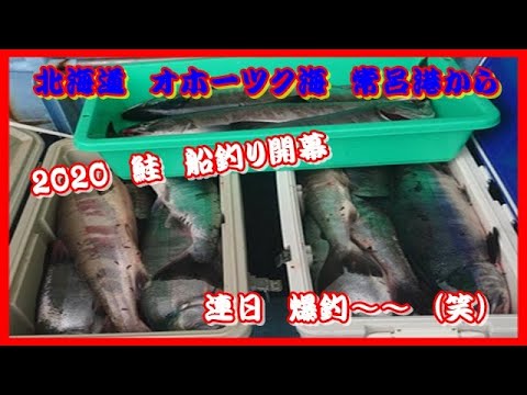 北海道 常呂港から網走 鮭 船釣り 大爆釣 笑 Youtube
