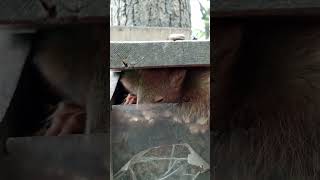 Бельчонок залез в полную кормушку / Little squirrel climbed into a full feeder #squirrel #cute