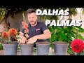 PLANTANDO BULBOS DE DALHA E PALMA - Eduardo Wizard