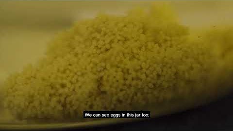 Collection Affection - Marine Invertebrates