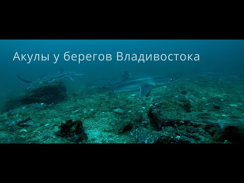 Акулы у берегов