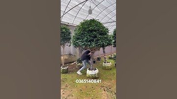 Cây hoa phong thủy hoa nở dịp tết￼ @365140841 #hoatramy #hoa #caycanh #sanvuon