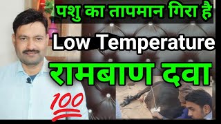 Low Temperature in cattle buffalo गाय भैंस के कम तापमान का इलाज pashu ka temperature kam hona