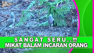 MIKAT BALAM TERBARU PALING SERU ~ MIKAT TEKUKUR ~ PART 01