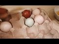 Оплодное ли яйцо? Как узнать без инкубации.