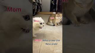 sorry y I didn't add boss music #viral #cat #funny