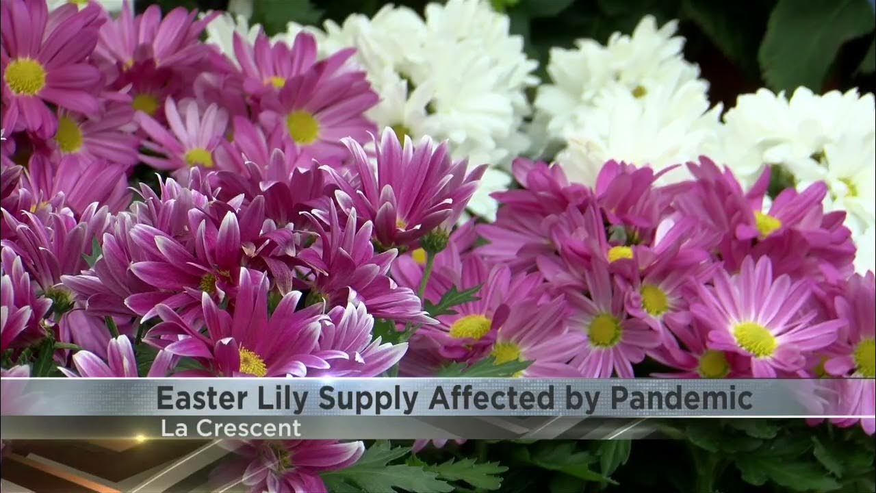 Local garden center prepares for Easter Sunday with Easter Lily supply