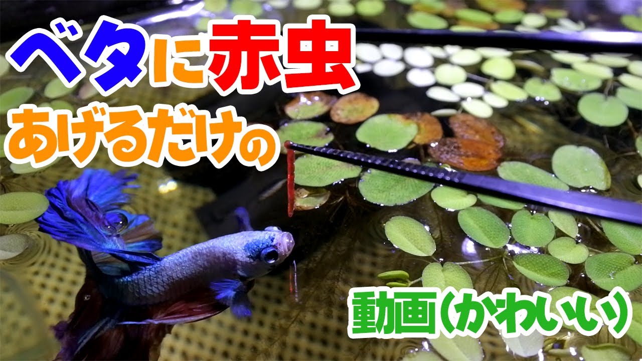 ベタに餌(赤虫)をあげて愛でるだけ Just feeding red worms to a betta - YouTube