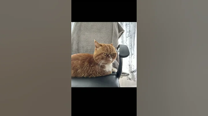 Video 7652301: exotic shorthair, shorthair living, cat